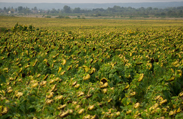 Rows of ripened sunflowers in a field on a farm, ready for harvest.