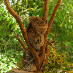 Tranquil koalas sleep on the branches, Wangetti, Queensland, Australia
