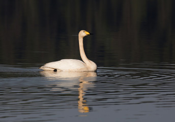 Whooper swan (Cygnus cygnus), also as the common swan