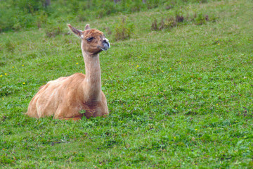 lama sitting wool alpaca mammal farm animal in green field agriculture livestock