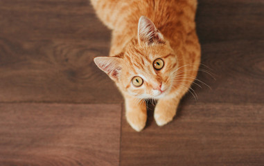  ginger tabby kitten lies on a wooden floor and looks