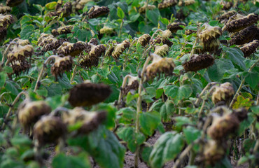 Rows of ripened sunflowers in a field on a farm, ready for harvest.
