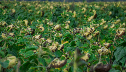Rows of ripened sunflowers in a field on a farm, ready for harvest.