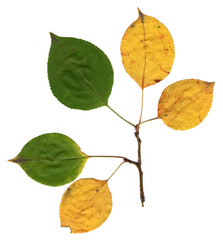 Autumn forest. Apple leaf. High quality.