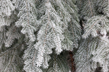 Tree branches covered in hoarforst snow