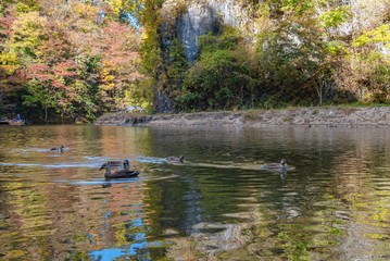 Geibi Gorge ( Geibikei ) Autumn foliage scenery view in sunny day. Many wild ducks in the gorge and they flock around seeking food when sightseeing boats pass by. Ichinoseki, Iwate Prefecture, Japan