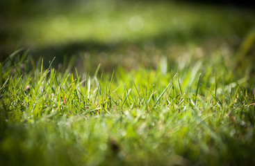 Grass frame, thin area of grass in focus, grass detail