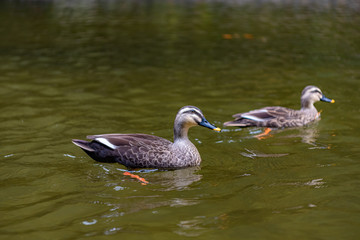 close-up wild ducks ( eastern spot-billed duck ) swimming in water in sunny day. Geibi Gorge, Ichinoseki, Iwate Prefecture, Japan