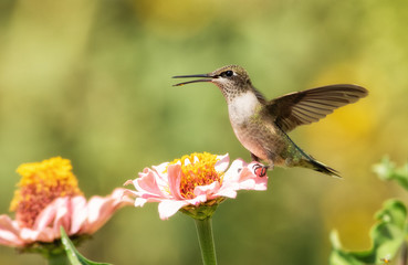 Naklejka na ściany i meble Juvenile male Ruby-throated Hummingbird sitting on a light pink Zinnia flower with his wings open in bright morning sunlight