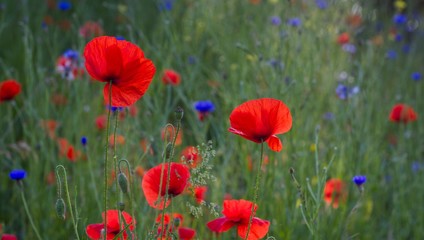 Fototapeta premium pole maków