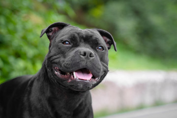 portrait of a cute staff bull dog, smile and happy in summer sunny day for a walk in the summer park