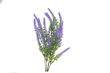 Purple lavender picture lavender overlay