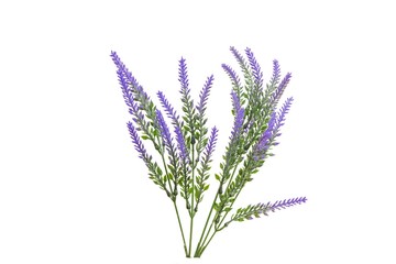 Purple lavender picture lavender overlay