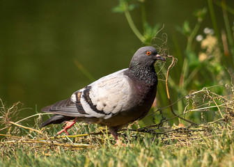 DOVE