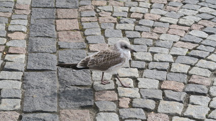 möwe auf pflastersteinen