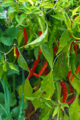 A bush of hot hot red pepper on a garden bed in a garden.
