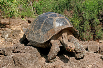 Galapagos Tortoise Walking Slowly Over Large Rocks in the Galapagos Islands