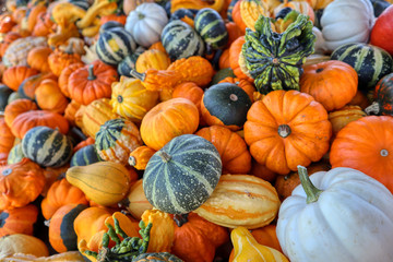 Kleine bunte Auswahl an Zierkürbissen