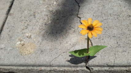 yellow flower on the wall