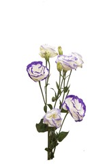 Purple border eustoma romantic wedding flower