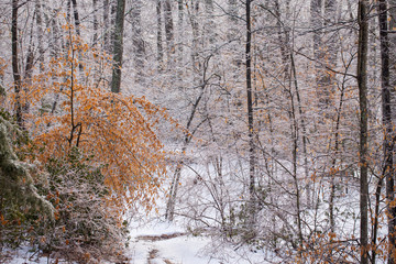 Fototapeta na wymiar view of a snow covered forest path in winter southern maryland calvert county usa