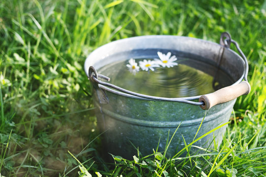 A wild daisy flower floats in a bucket full of clean water that is standing in the grass
