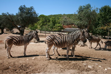 Fototapeta na wymiar group of zebras in aqualeon park