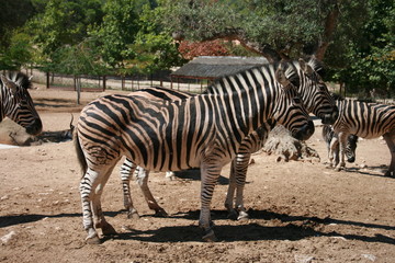 Fototapeta na wymiar group of zebras in aqualeon park