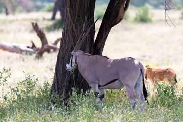 An Oryx family in the grassland of the Kenyan Savannah