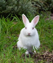 White bunny rabbit with large pink ears and nose is sitting very sweetly on green grass with blurred plants in the background.