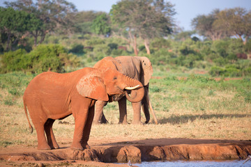Naklejka na ściany i meble Big red elephants in Tsavo East National Park