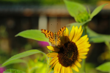 C-Falter Schmetterling auf einer Sonnenblume im Sommer Nymphalis c-album