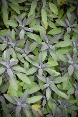 Grey / Green foliage 