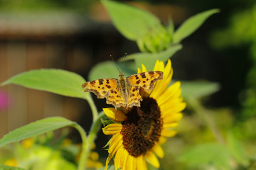 C-Falter Schmetterling auf einer Sonnenblume im Sommer Nymphalis c-album