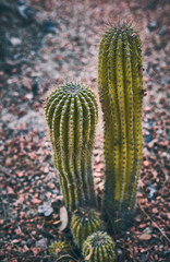 Green cactus on a background of red rocks in nature