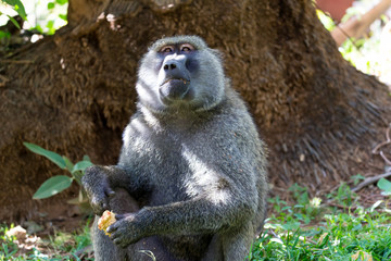A baboon has found a fruit and nibbles on it