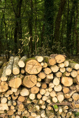A pile of woods in the forest