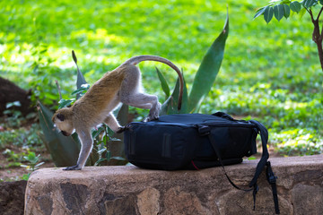 A curious Vervet monkey examines the photo bag of a tourist