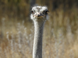 Close-up of Curious Ostrich with big Eyes 