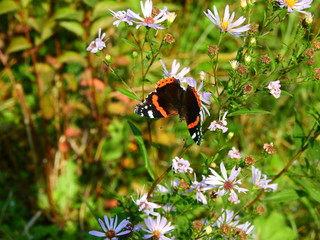 Red admiral butterfly vanessa atalanta on garden flowers