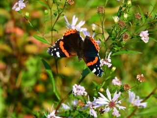 Red admiral butterfly vanessa atalanta on garden flowers