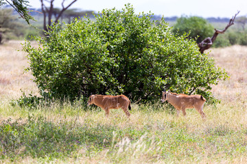 Naklejka na ściany i meble An Oryx family in the grassland of the Kenyan Savannah