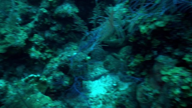 Eel underwater swims away from camera into reef with speed