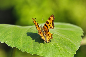 C-Falter Schmetterling auf einem großen Blat im Sommer in der Sonne Polygonia c-album
