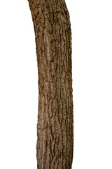 Fototapeta premium Isolated tree trunk on a white background