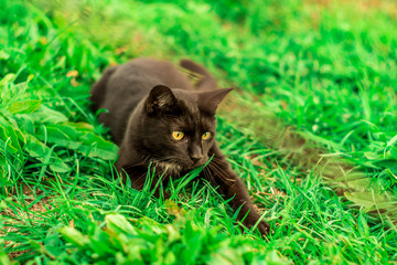 czarny kot na zielonej trawie bawi się i poluje - obrazy, fototapety, plakaty