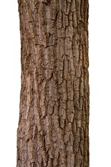 Isolated tree trunk on a white background