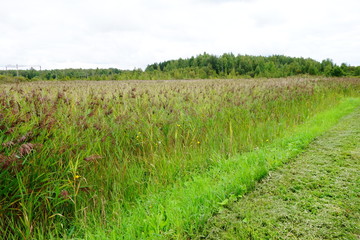 Green field of tall grass under neutral colored sky