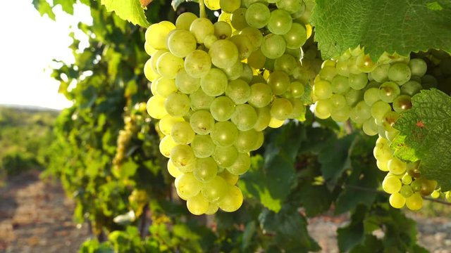 Bunches of Sauvignon Blanc grapes in bright sunshine at sunset