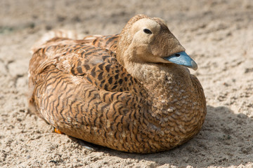Eider Duck (Eiderente, Somateria mollissima)